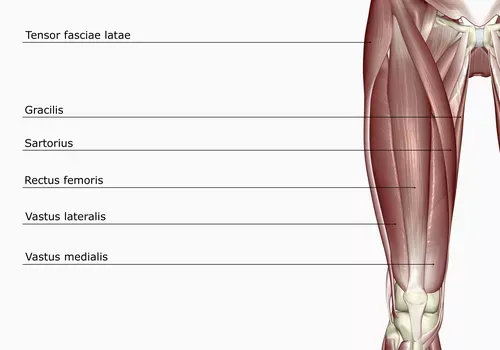 The muscles of the thigh